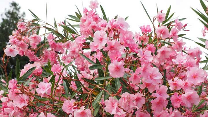 Bunga Oleander: Keindahan yang Memikat dengan Waspada