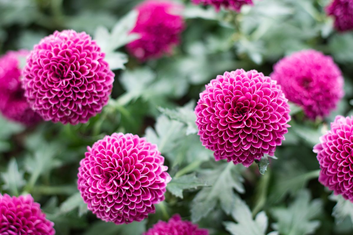 Bunga Chrysanthemum: Keindahan yang Abadi dan Makna Mendalam
