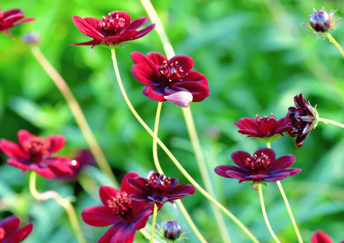 Bunga Chocolate Cosmos: Keindahan Eksotis dengan Aroma Cokelat yang Unik