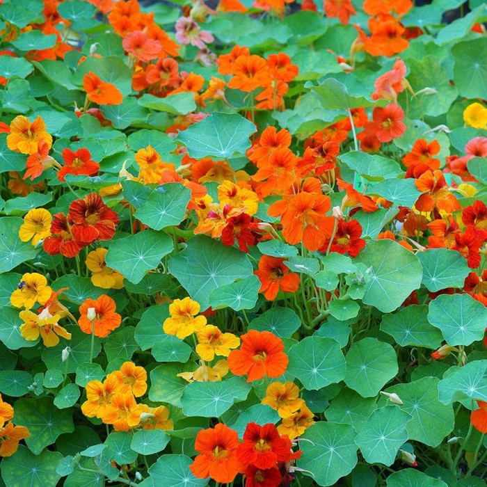 Bunga Nasturtium: Cantik, Cerah, dan Bisa Dimakan