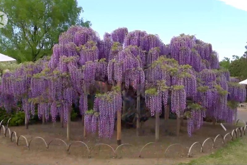 Bunga Wisteria: Keindahan yang Menawan dengan Keanggunan yang Memikat