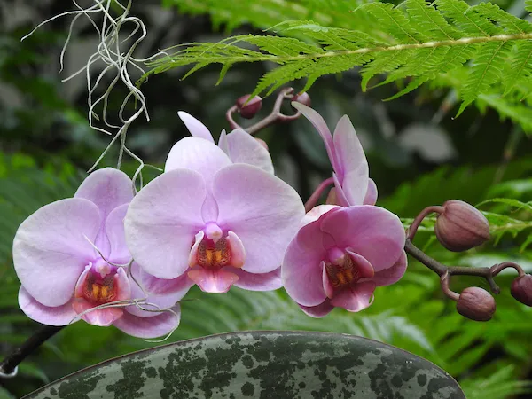 Phalaenopsis Orchid: Bunga Mewah yang Memikat Dunia