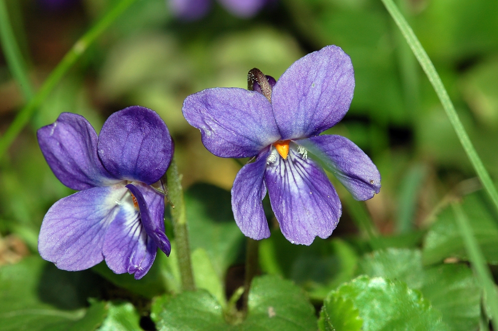 Bunga Violet: Keindahan yang Memikat dan Manfaatnya
