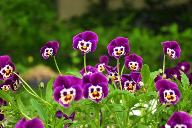 Bunga Pansy: Keindahan yang Ceria dengan Warna-Warni Menawan