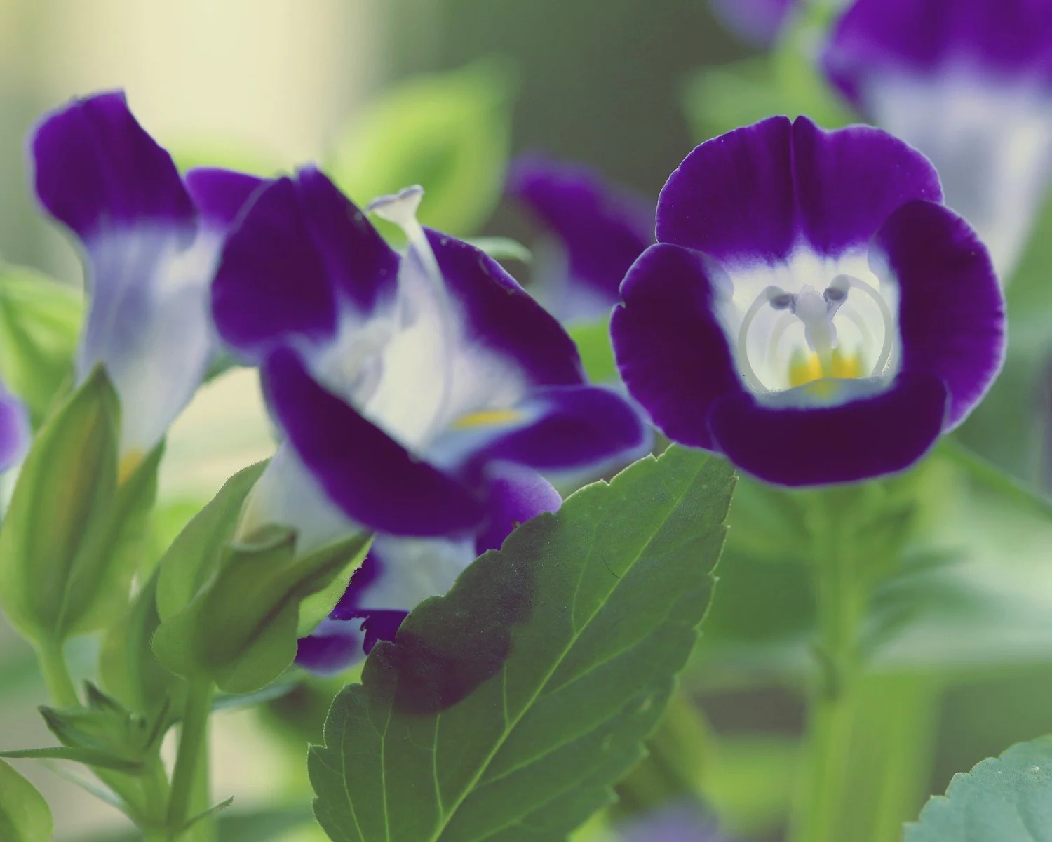 Bunga Torenia: Pesona Kecil yang Menawan