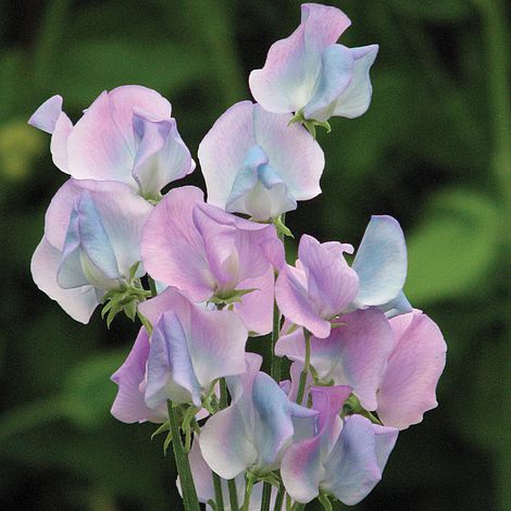 Bunga Sweet Pea Ungu: Keindahan yang Memikat dengan Aroma yang Menyegarkan