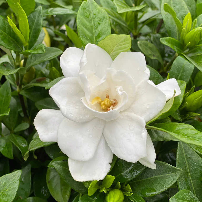 Gardenia: Bunga Termahal yang Menawan Dunia