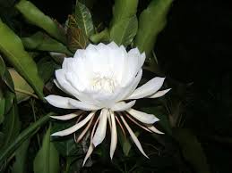 The Kadupul Flower: Bunga Termahal yang Memikat Dunia
