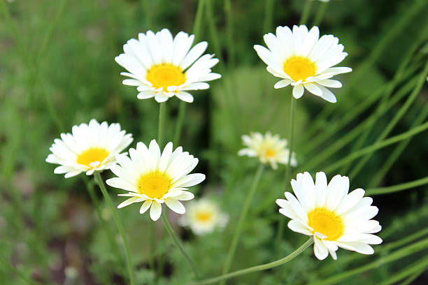 Bunga Leucanthemum: Simbol Kesederhanaan dan Keindahan Alam