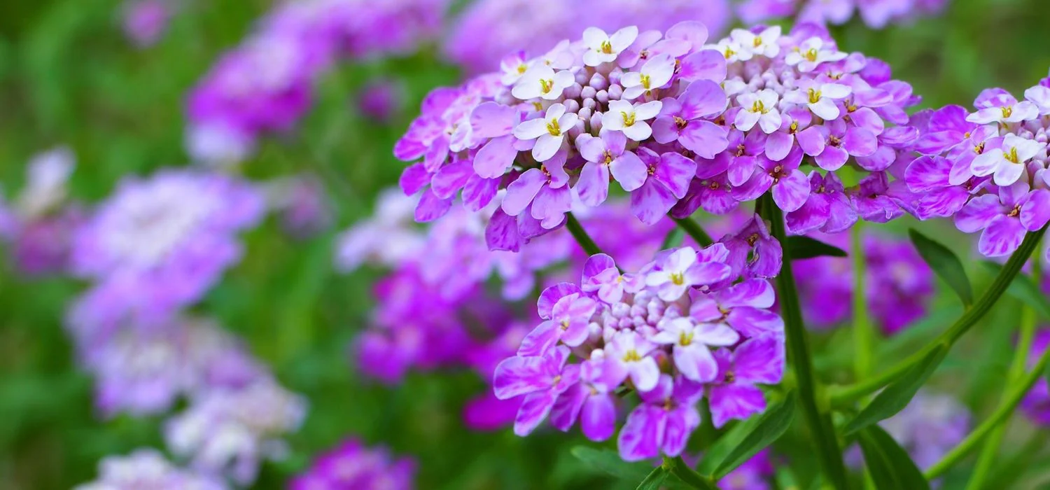 Bunga Candytuft: Keindahan dan Kelembutan dalam Setiap Kelopak
