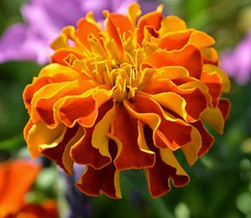 Bunga Marigold: Keindahan Cerah yang Membawa Berkah