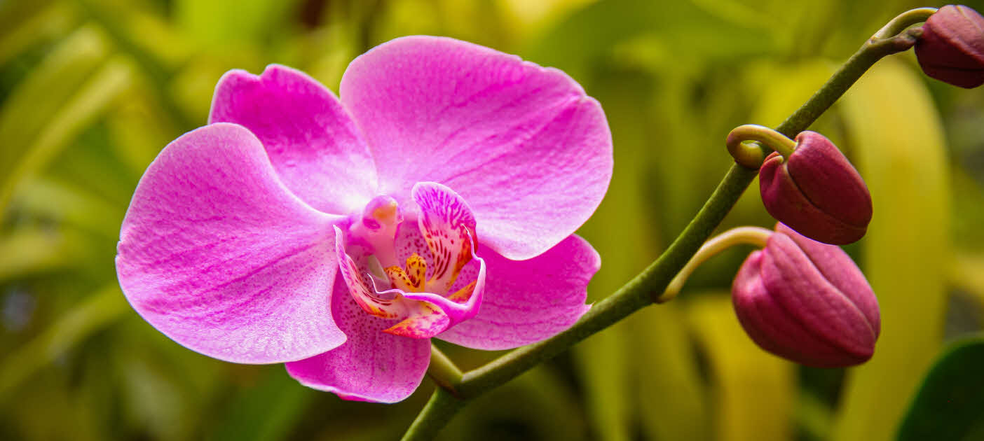 Bunga Anggrek Malaysia: Keindahan dan Kekayaan Flora Negara