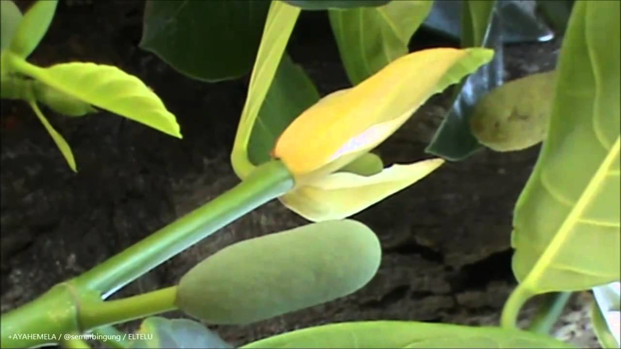 Bunga Nangka: Keindahan yang Tersembunyi di Balik Buah