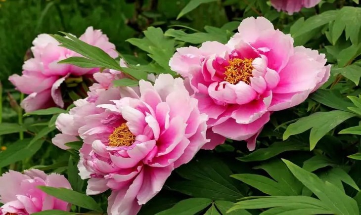 Peony: Bunga Termahal yang Memesona